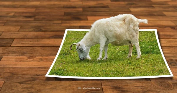 Zoom Shortcuts in PS - Shortcuts Lib